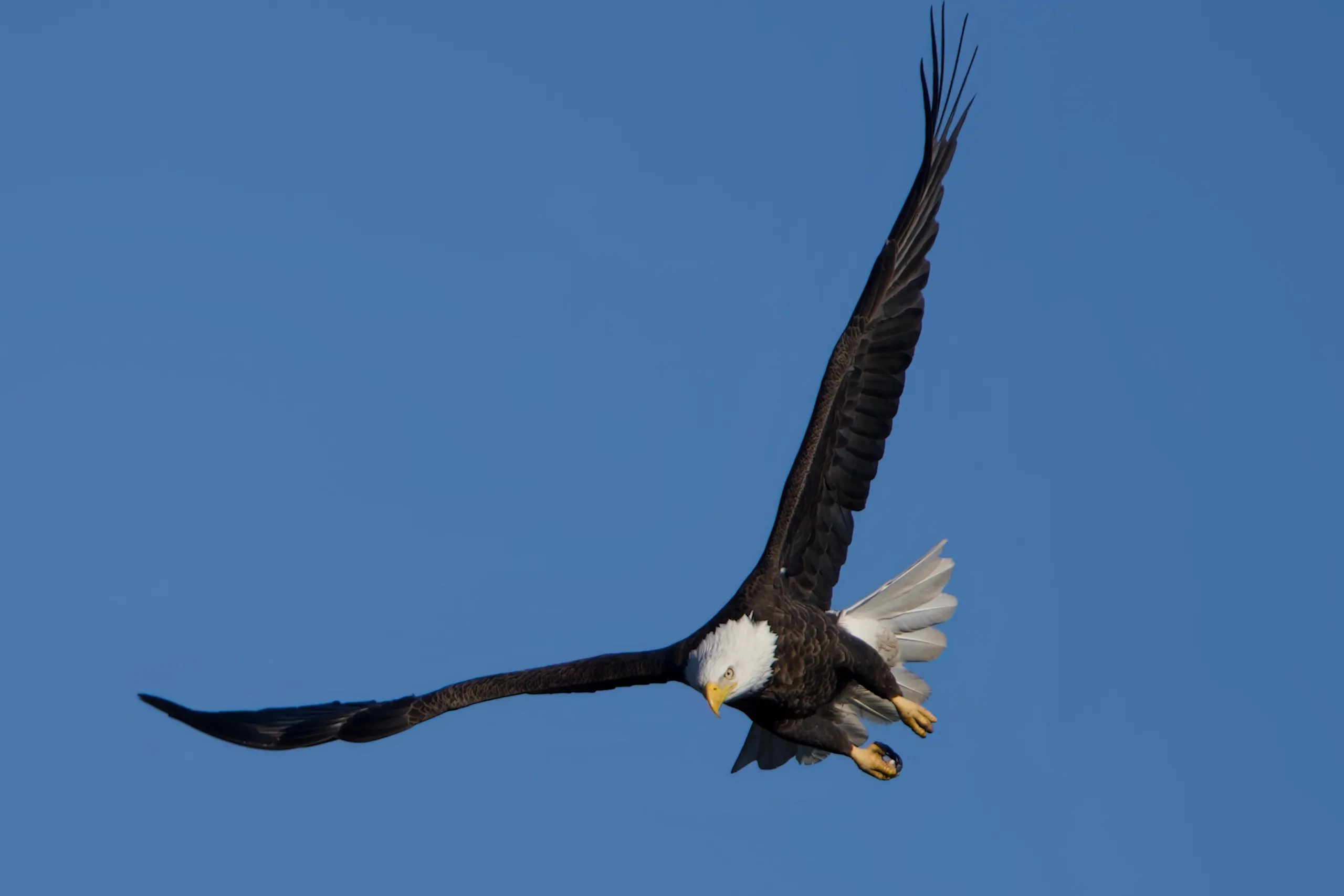 Bald eagle banking in flight against a clear blue sky over Iowa