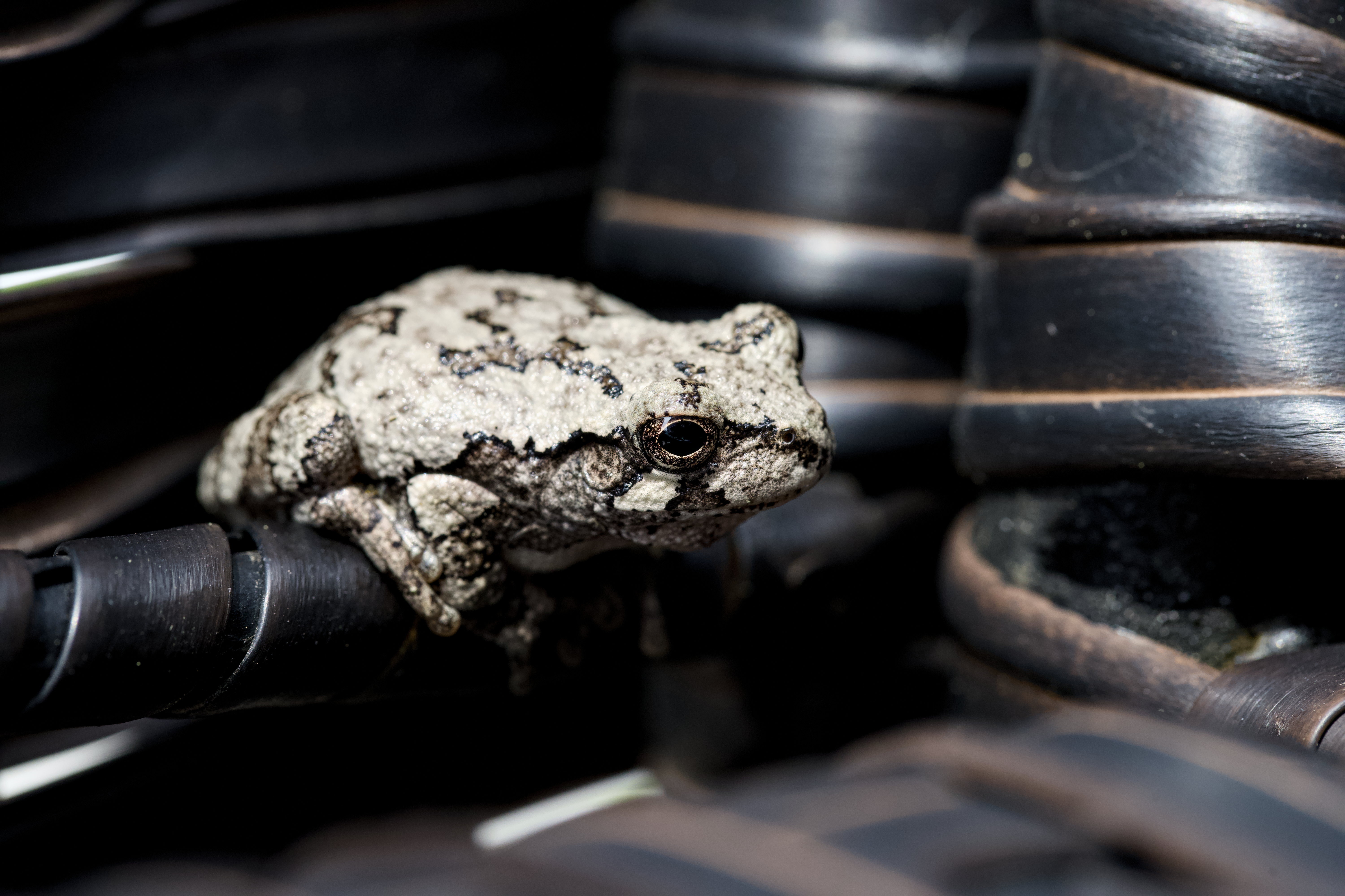 Gray treefrog perched on a garden hose, showing its cryptic gray and black mottled pattern